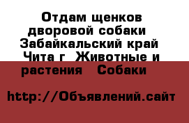 Отдам щенков дворовой собаки - Забайкальский край, Чита г. Животные и растения » Собаки   